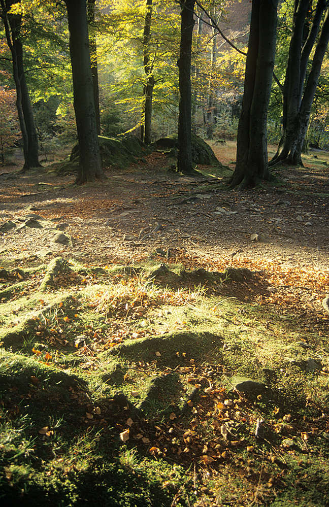 Autumn Wood, Baneriggs, Grasmere 